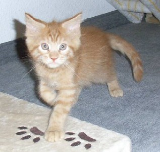 Hektor mit zehn Wochen / being ten weeks old