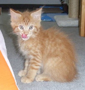 Hektor mit zehn Wochen / being ten weeks old