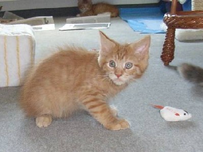 Hektor mit elf Wochen / being eleven weeks old