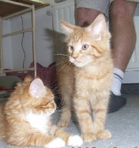 Hektor mit elf Wochen / being eleven weeks old