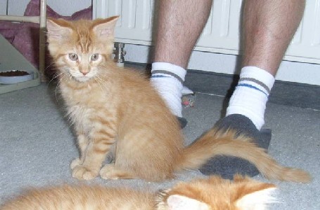 Hektor mit zwölf Wochen / being twelve weeks old