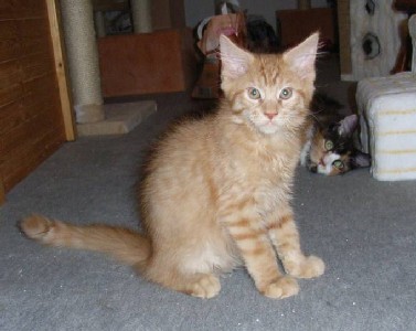 Hektor mit dreizehn Wochen / being thirteen weeks old