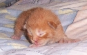neun Tage alt / nine days old