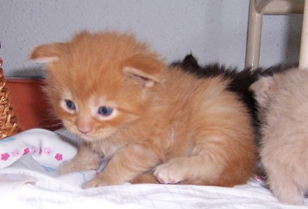 Hektor mit vier Wochen / being four weeks old