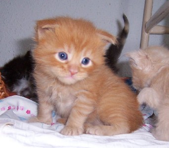 Hektor mit vier Wochen / being four weeks old