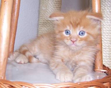 Hektor mit sechs Wochen / being six weeks old