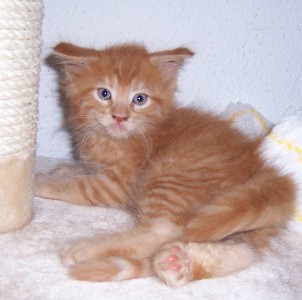 Hektor mit sieben Wochen / being seven weeks old