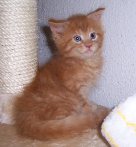 Hektor mit sieben Wochen / being seven weeks old