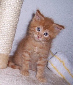 Hektor mit sieben Wochen / being seven weeks old