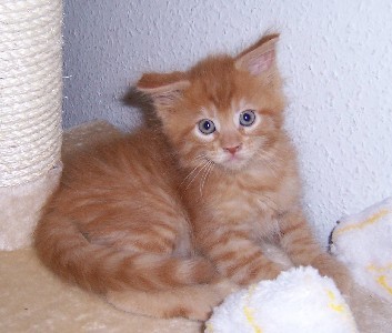 Hektor mit sieben Wochen / being seven weeks old