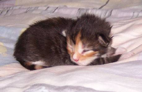 Harlekin mit neun Tagen /Harlekin being neun days old
