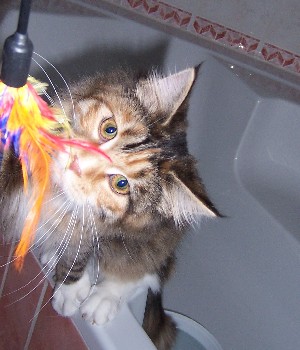 Harlekin mit sechs Monaten /Harlekin being six months old