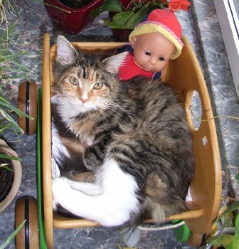 Harlekin mit sieben Monaten /Harlekin being seven months old