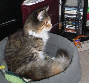 Harlekin mit sieben Monaten /Harlekin being seven months old