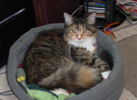 Harlekin mit sieben Monaten /Harlekin being seven months old