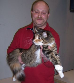 Harlekin mit elf Monaten /Harlekin being eleven months old