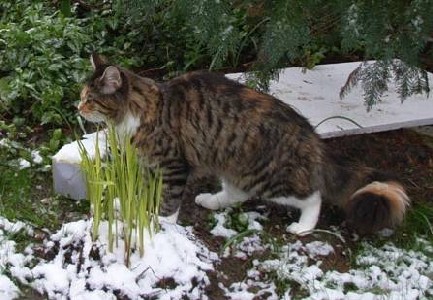 Harlekin mit elf Monaten / Harlekin being elf months old