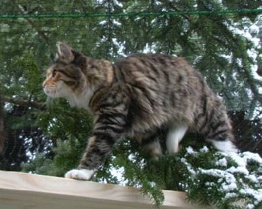 Harlekin mit elf Monaten / Harlekin being elf months old