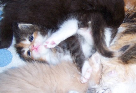 Harlekin mit vier Wochen /Harlekin being four weeks old