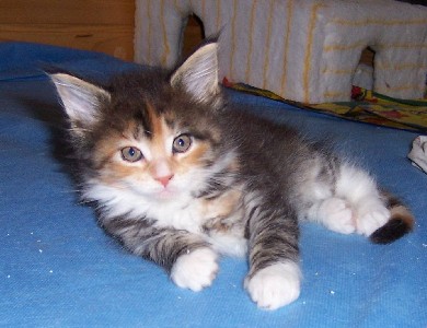 Harlekin mit sieben Wochen /Harlekin being seven weeks old