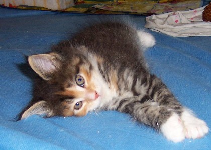 Harlekin mit sieben Wochen /Harlekin being seven weeks old