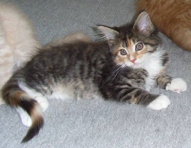 Harlekin mit zehn Wochen /Harlekin being ten weeks old