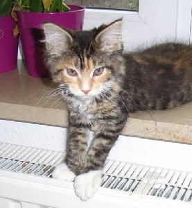 Harlekin mit dreizehn Wochen /Harlekin being thirteen weeks old