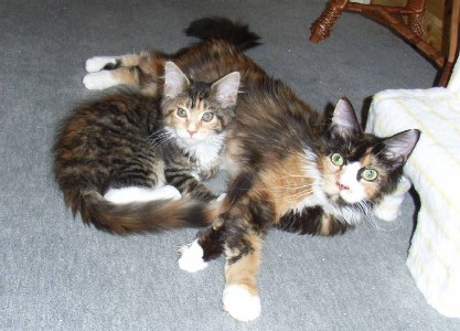 Harlekin mit dreizehn Wochen /Harlekin being thirteen weeks old