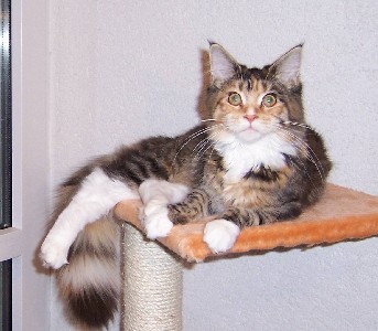 Harlekin mit sechs Monaten /Harlekin being six months old