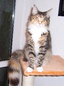 Harlekin mit sechs Monaten /Harlekin being six months old