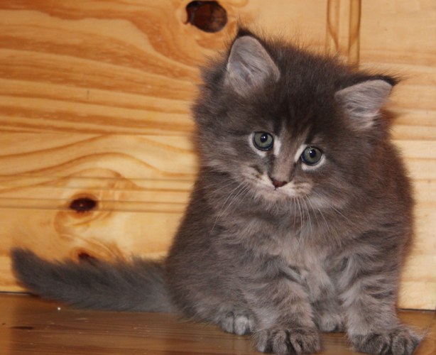 Hannah mit sieben Wochen  / seven weeks old