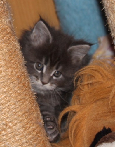 Hazel mit sieben Wochen  / seven weeks old