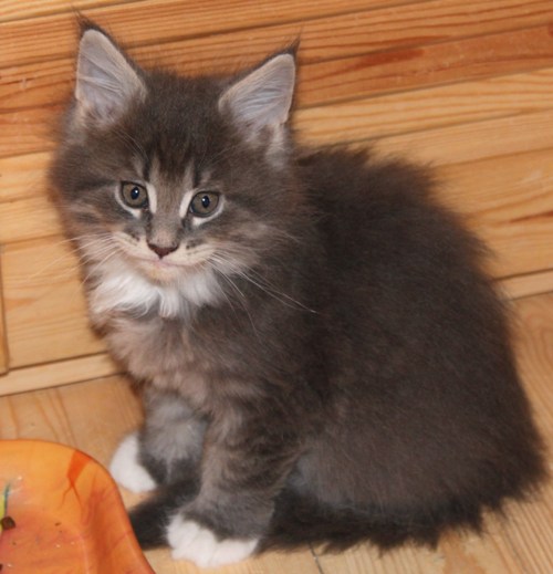 Heino mit sieben Wochen  / seven weeks old