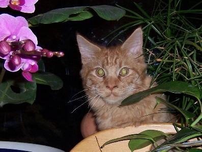 Hektor mit sechs Monaten / being six months old