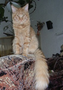 Hektor mit acht Monaten / being eight months old