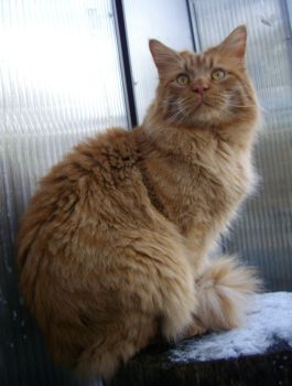 Hektor mit einem Jahr und zehn Monaten / being one year and ten months old