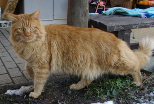 Hektor mit einem Jahr und zehn Monaten / being one year and ten months old