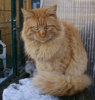 Hektor mit einem Jahr und zehn Monaten / being one year and ten months old