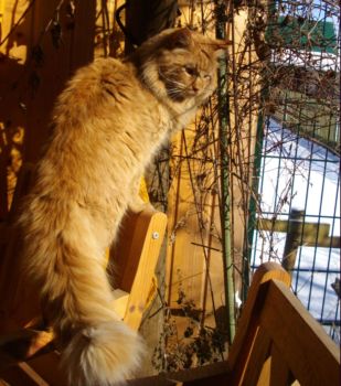 Hektor mit einem Jahr und zehn Monaten / being one year and ten months old