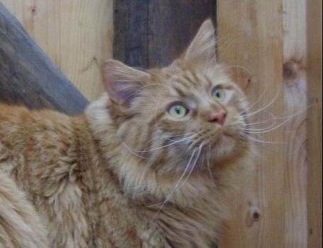 Hektor mit einem Jahr und zehn Monaten / being one year and ten months old