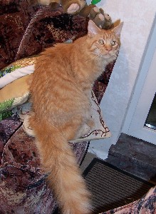 Hektor mit sechs Monaten / being six months old