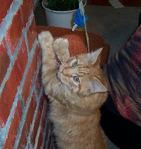 Hektor mit acht Monaten / being eight months old