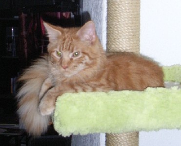 Hektor mit acht Monaten / being eight months old