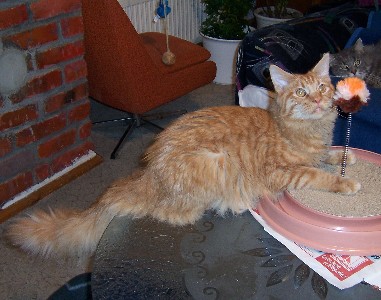 Hektor mit acht Monaten / being eight months old