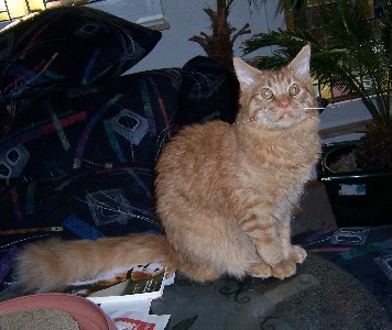 Hektor mit acht Monaten / being eight months old