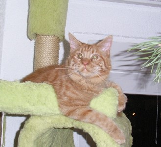 Hektor mit acht Monaten / being eight months old