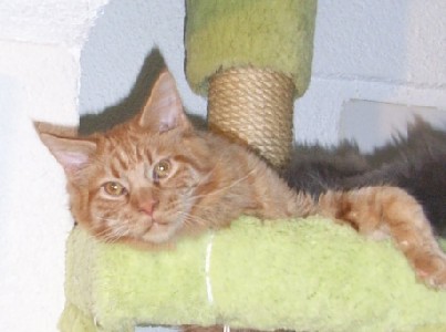 Hektor mit acht Monaten / being eight months old