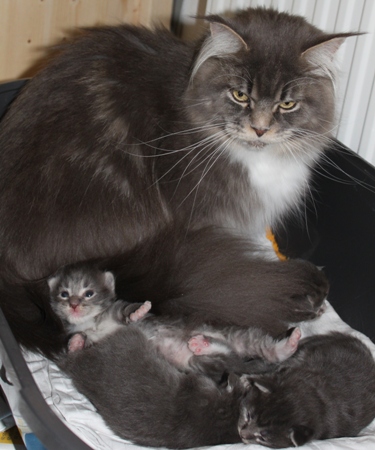 unser HH-Wurf/ our HH-litter