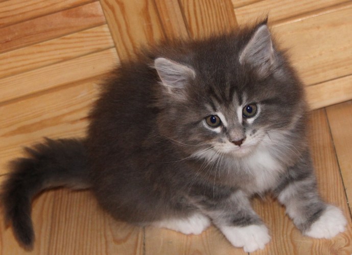 Hugo mit sieben Wochen  / seven weeks old