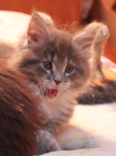 Hugo mit sieben Wochen  / seven weeks old